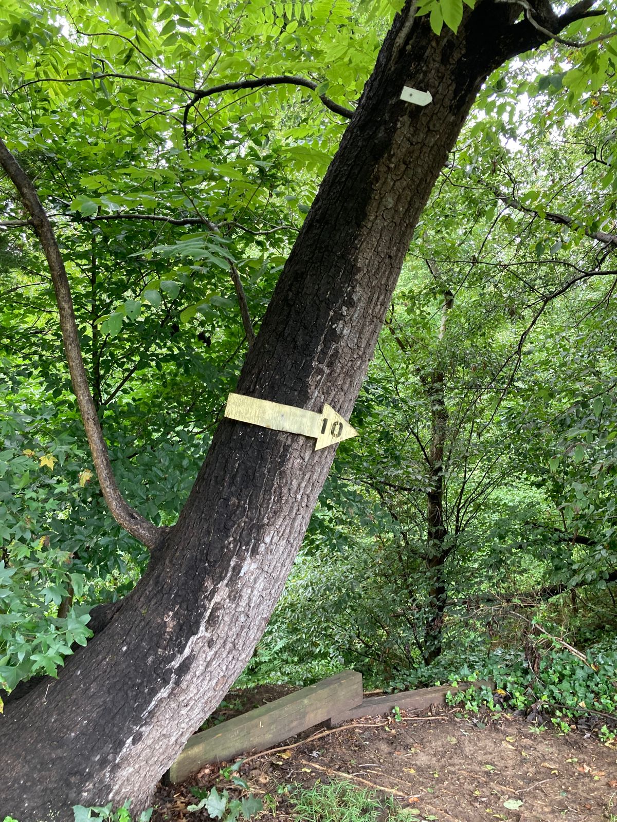 Tee marker to 10