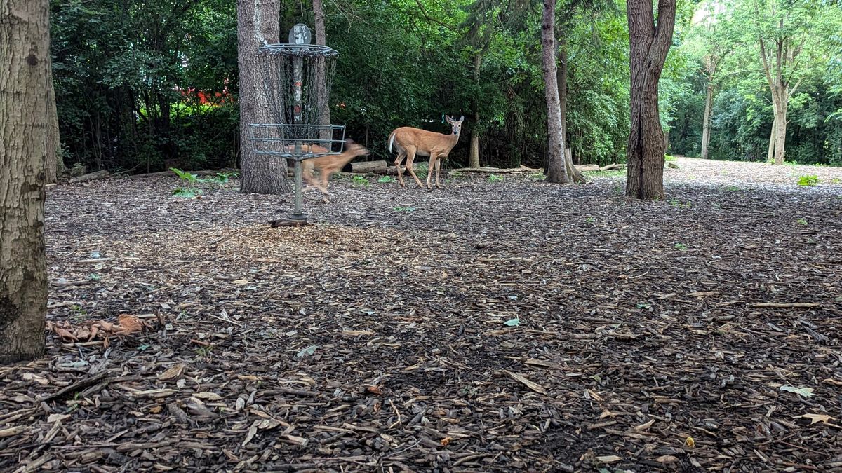 Momma deer watching her fawn run across the green on #3