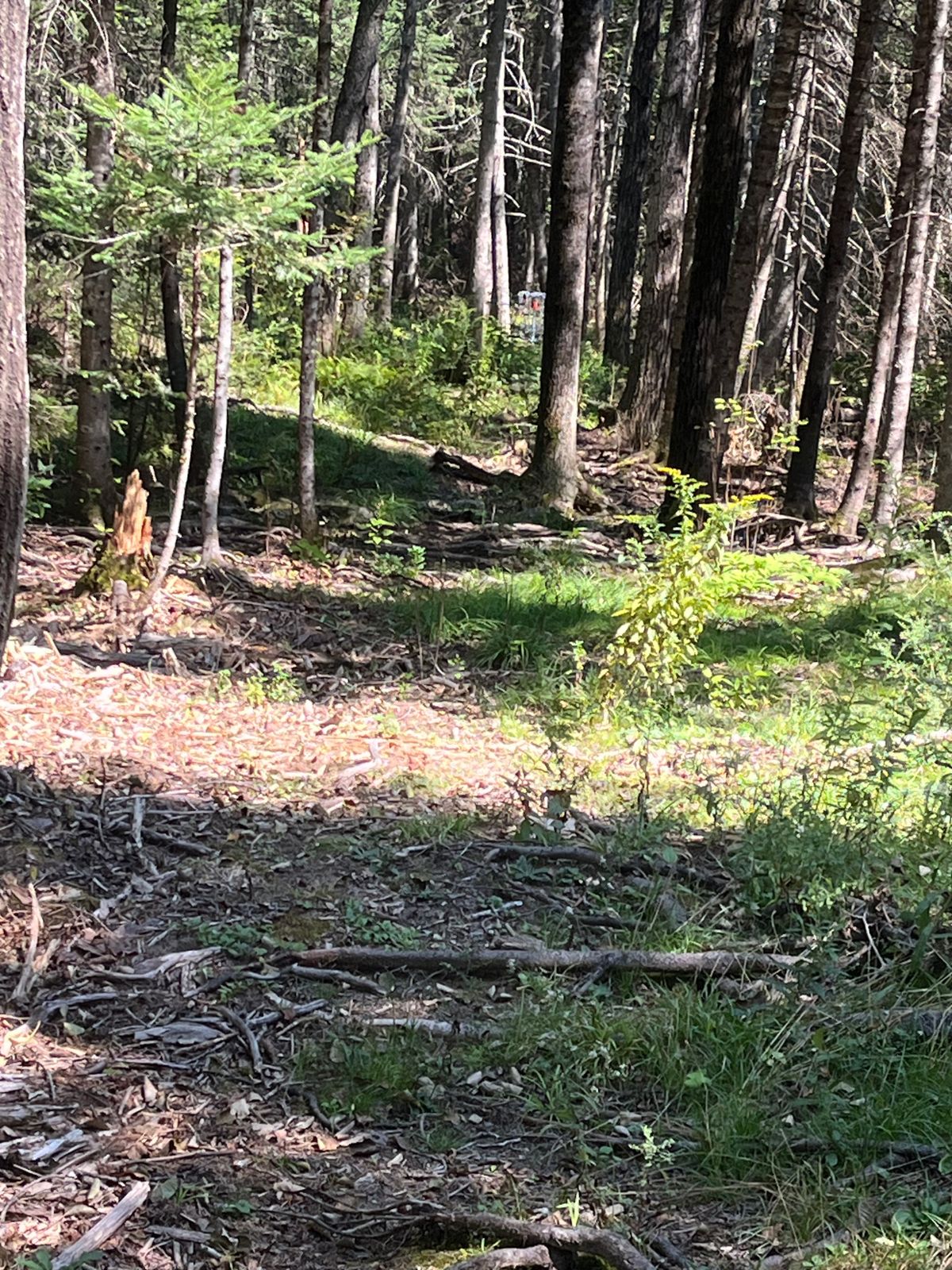 Tight over grown woods.