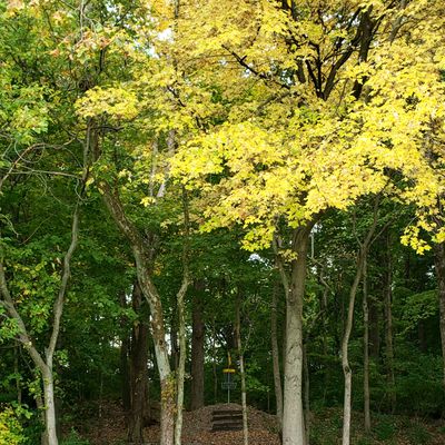 New Gold layout Hole 8 Basket