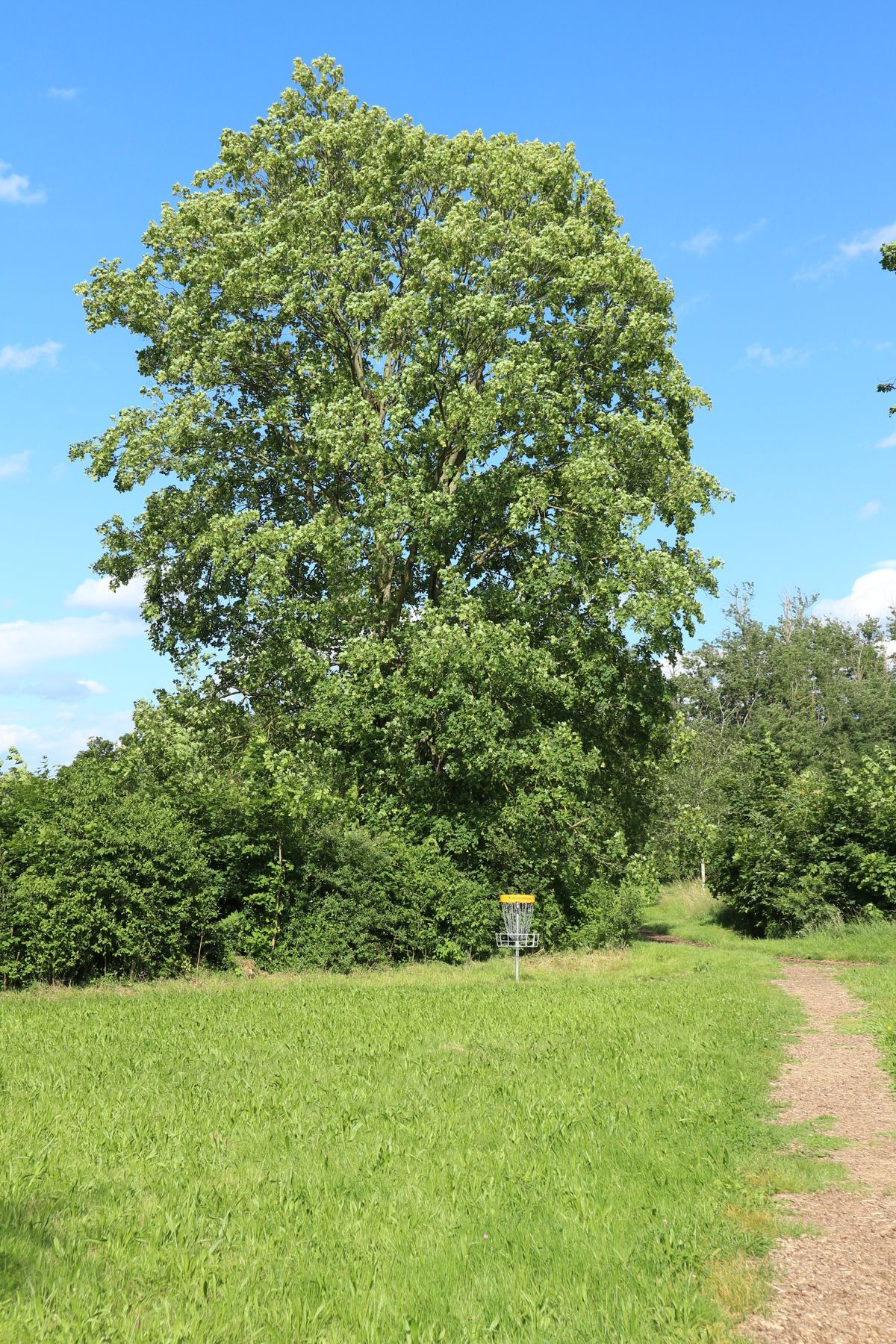 Basket from hole 5