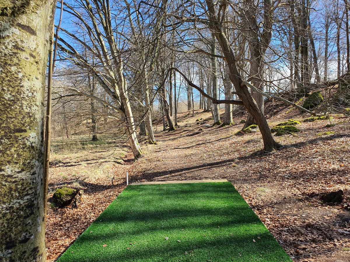 The trees at hole 16 lifts its limbs as to show the way to the basket
