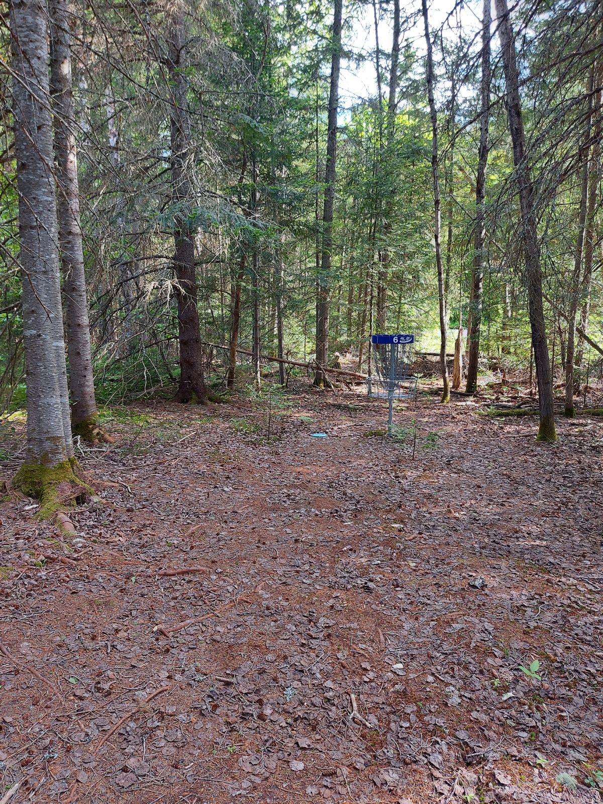 Putting on hole 6. 🍁🌲🍁🌲🍂🌲
