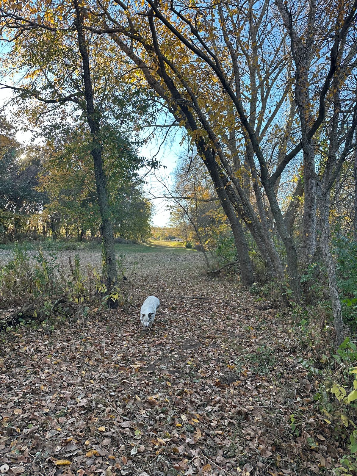 Hole 8 tee. Straight tunnel shot. Road is OB.