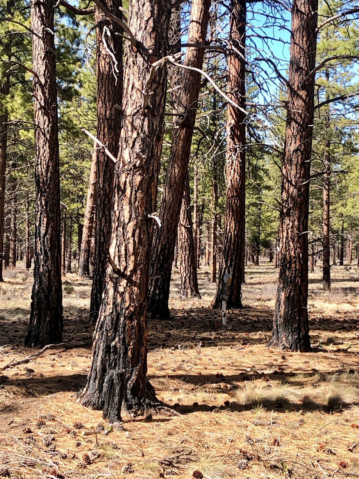 Trees surrounding the cans on hole 1