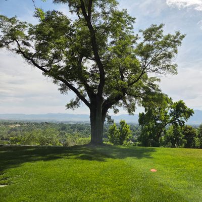 Hole 6's view from the fairway