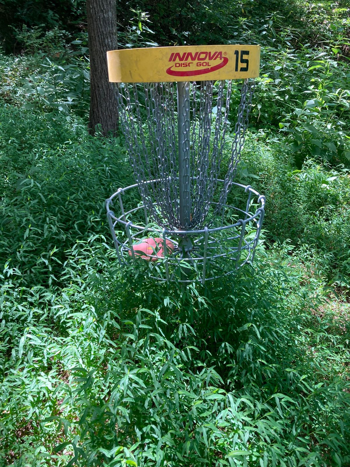 Back 9 overgrown.