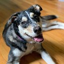 robdog16