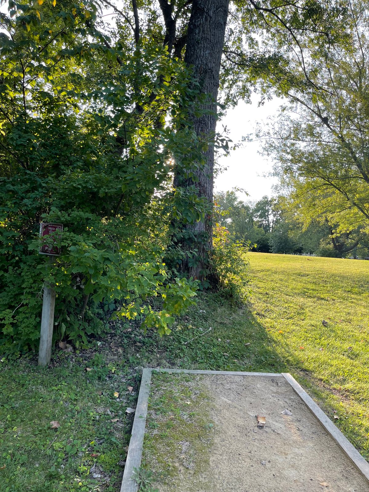Tree directly in front of launch pad.