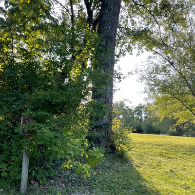Tree directly in front of launch pad.