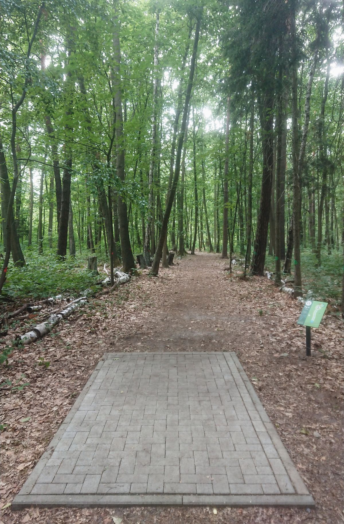 Staring down the weaving tunnel of hole 15