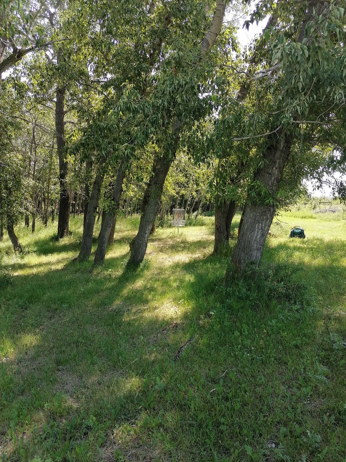 #16 green