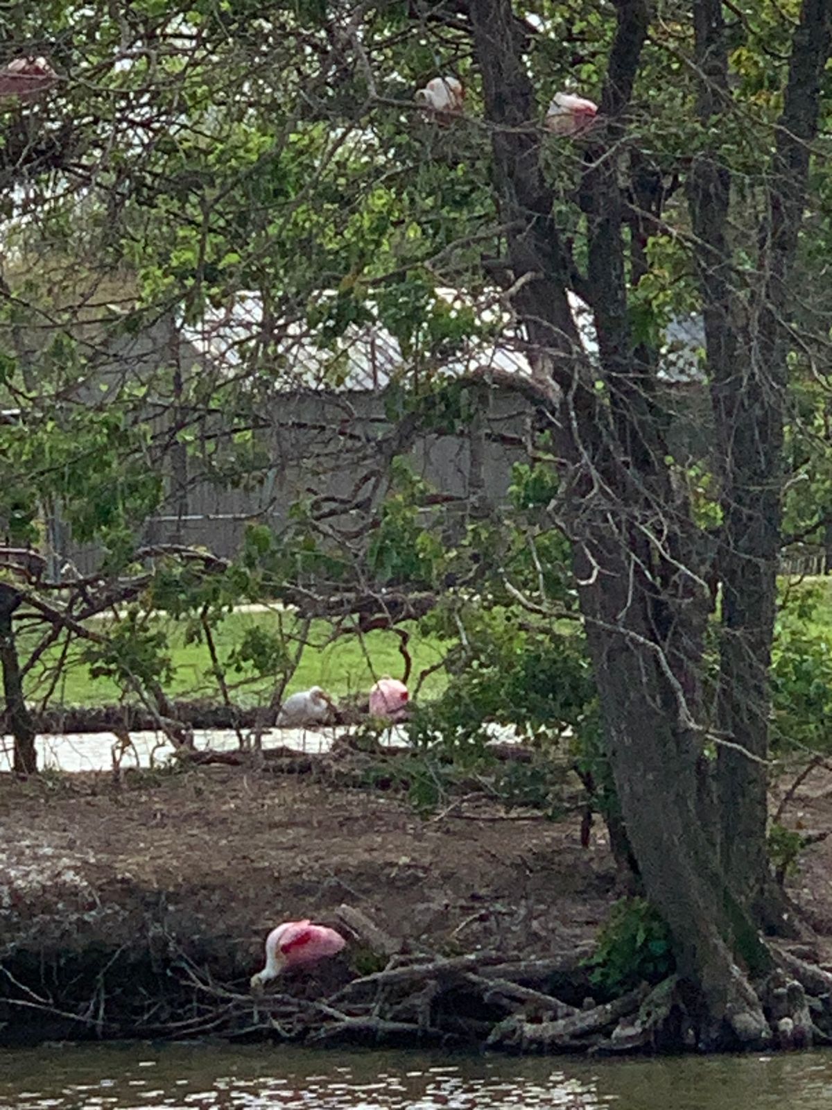Roseate Spoonbills Bird Island Pond