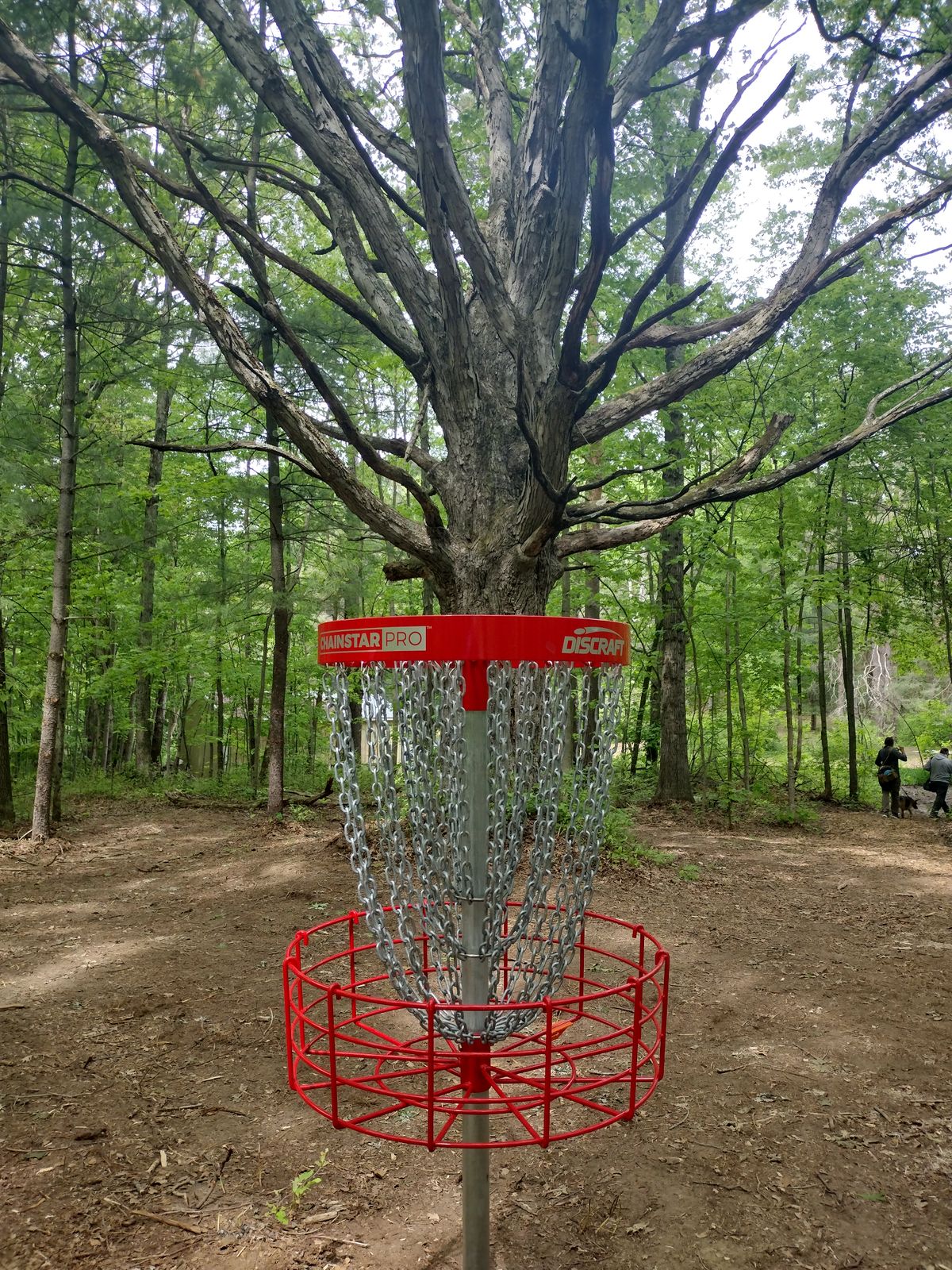 Hole 8 basket and grampa tree