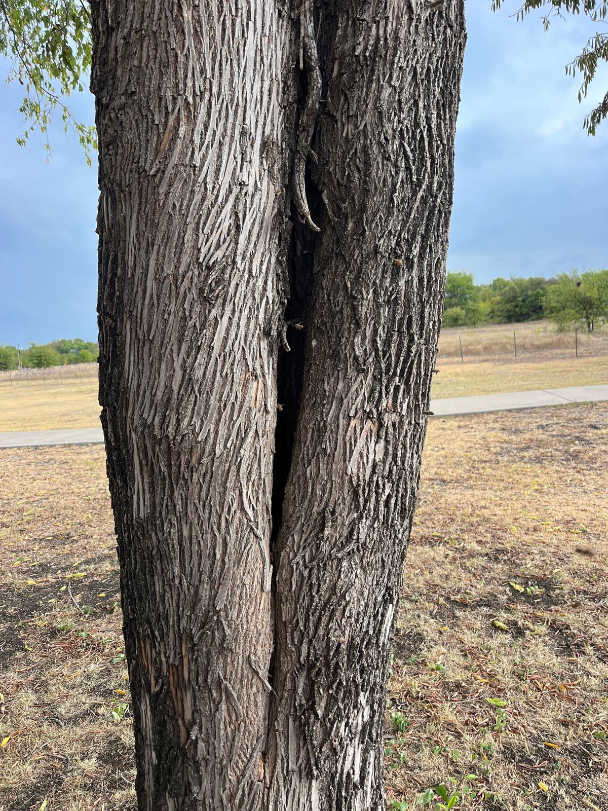 Bee hive right next to the hole 10 basket