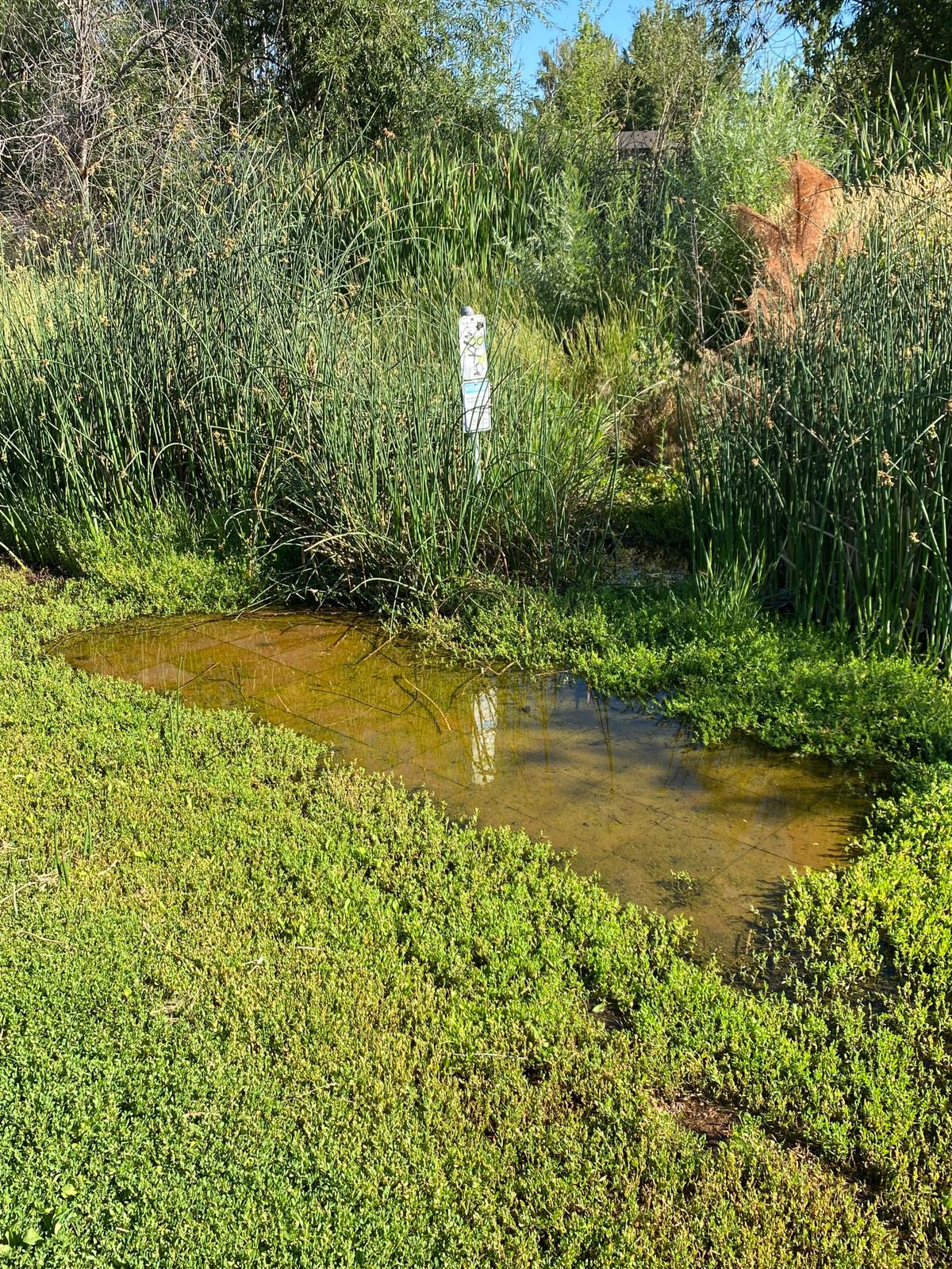 7-hole t pad is submerged in water. Too close to the pond. Had to tee off from the side of it.