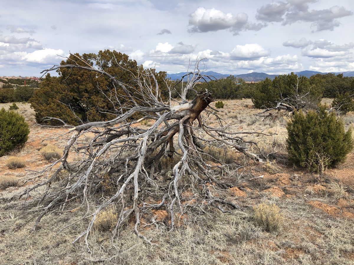 Warning, lots of juniper and bushes everywhere, easy to lose sight of discs.