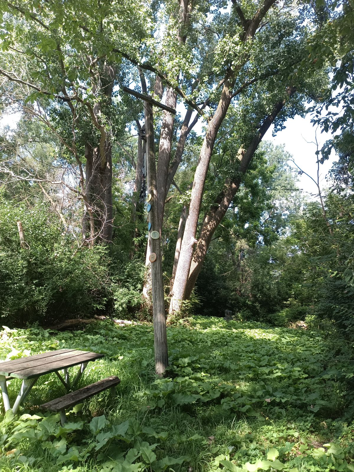 Hole 5, tee area gone.