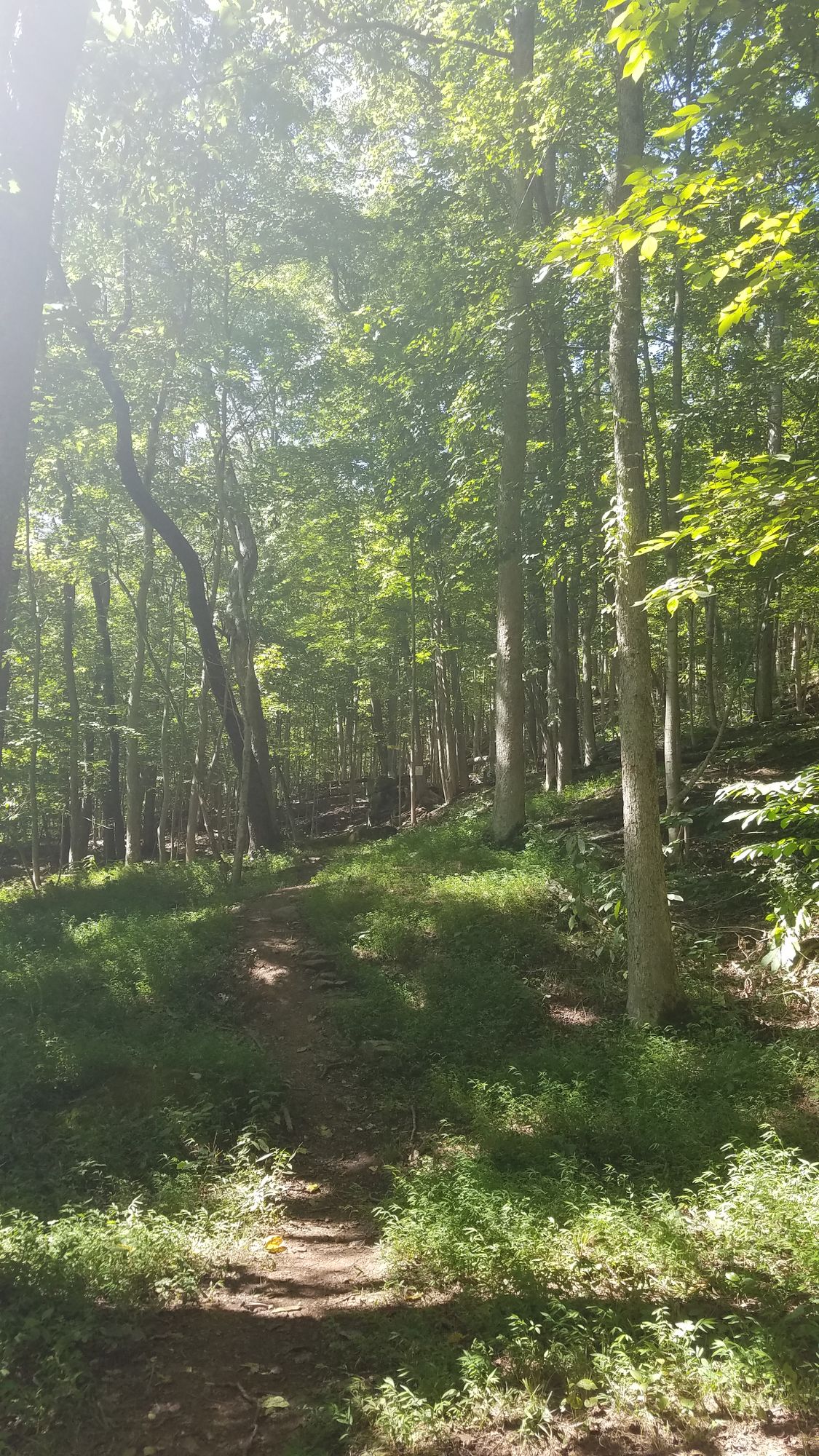 Wooded Fairway