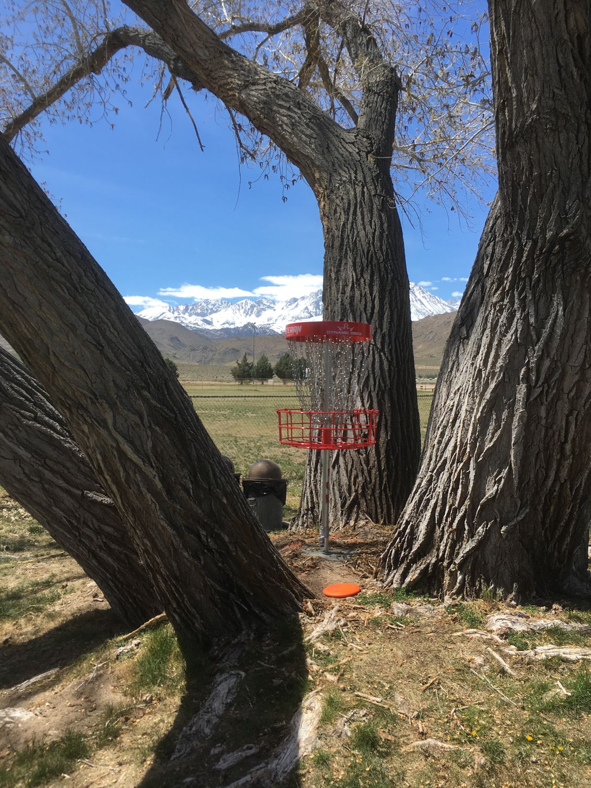 Hole 16 “spider tree” basket.