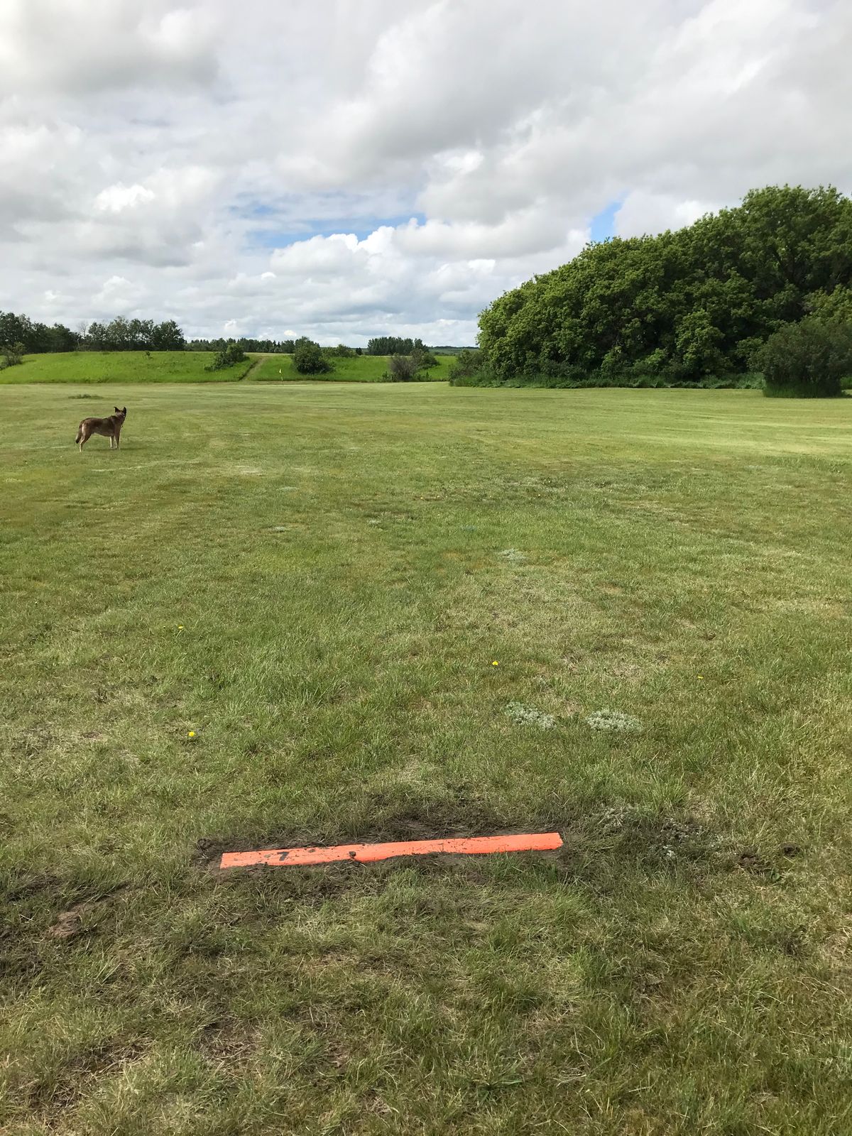 Hole 7. Dog leg right from the bush going up the hill.
