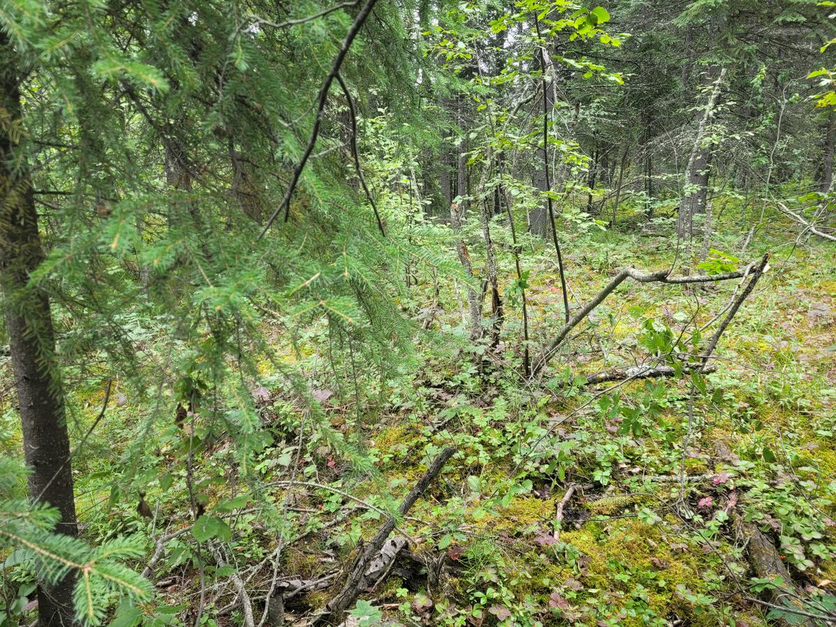 Hole 18's future basket location
