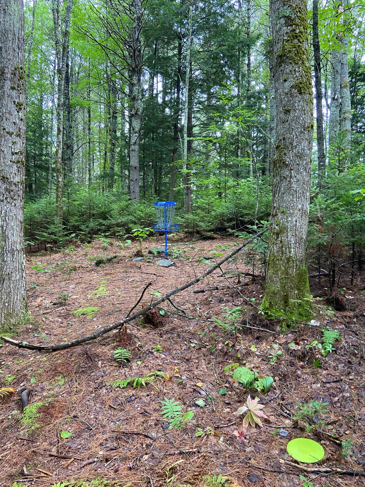 Hole 4