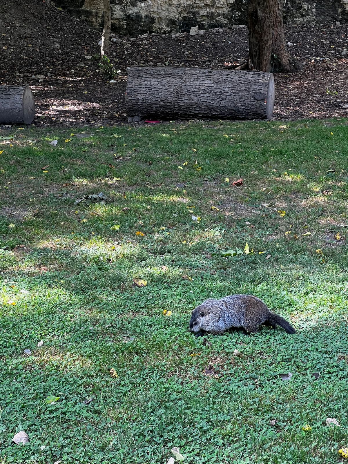 Wildlife on #17