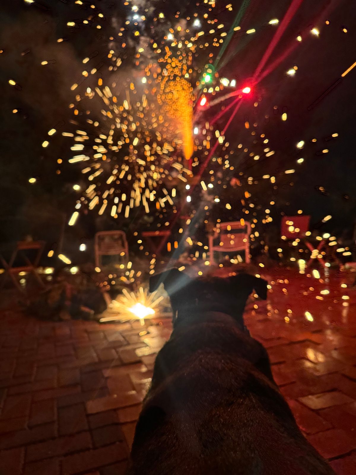 Snickers the fearless dog will be your guide.