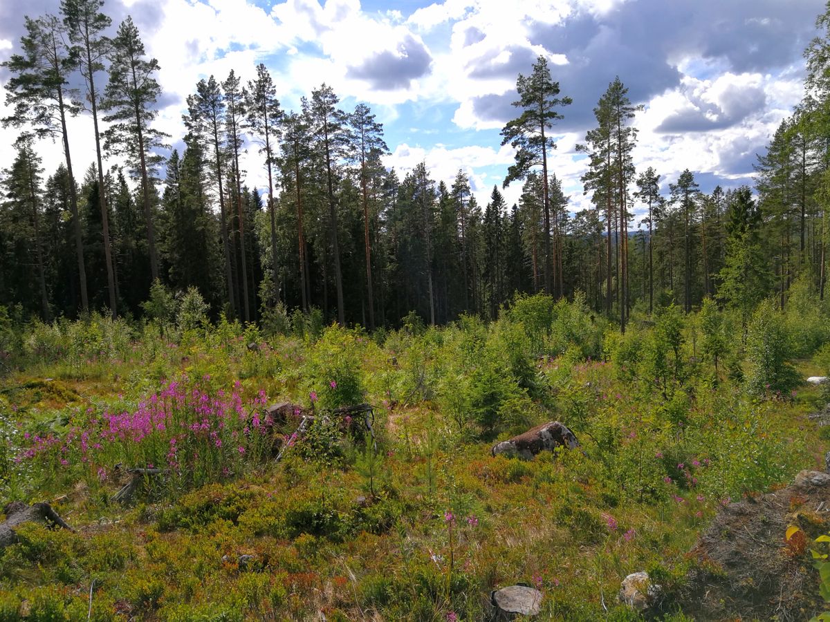 Utkast från toppen av en kulle. Räkna med att leta discar i denna fairway.