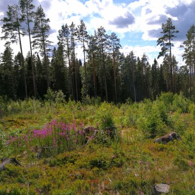 Utkast från toppen av en kulle. Räkna med att leta discar i denna fairway.