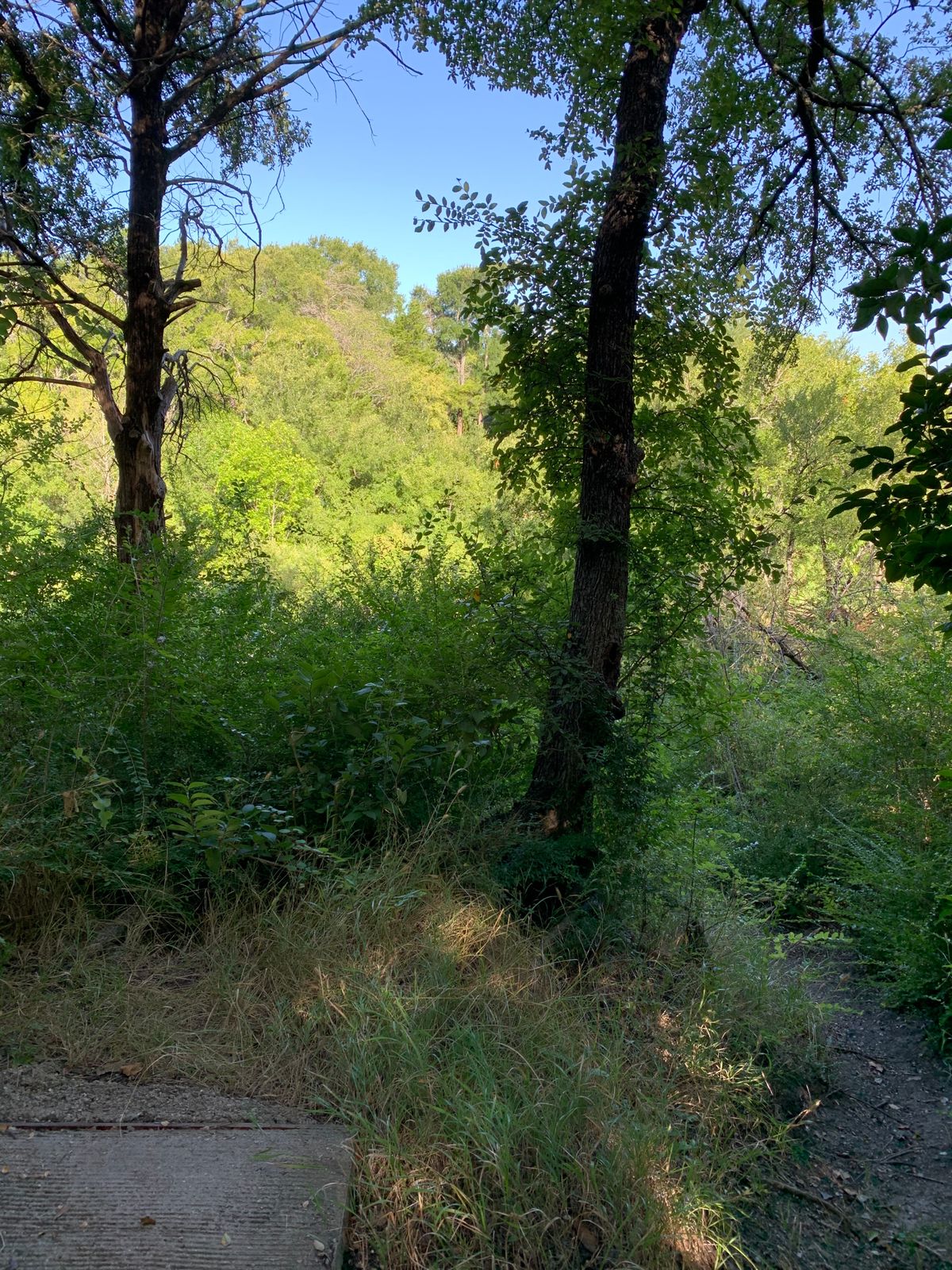 5 crosses creek below.  Tree in middle of picture is blocking fairway that continues uphill.