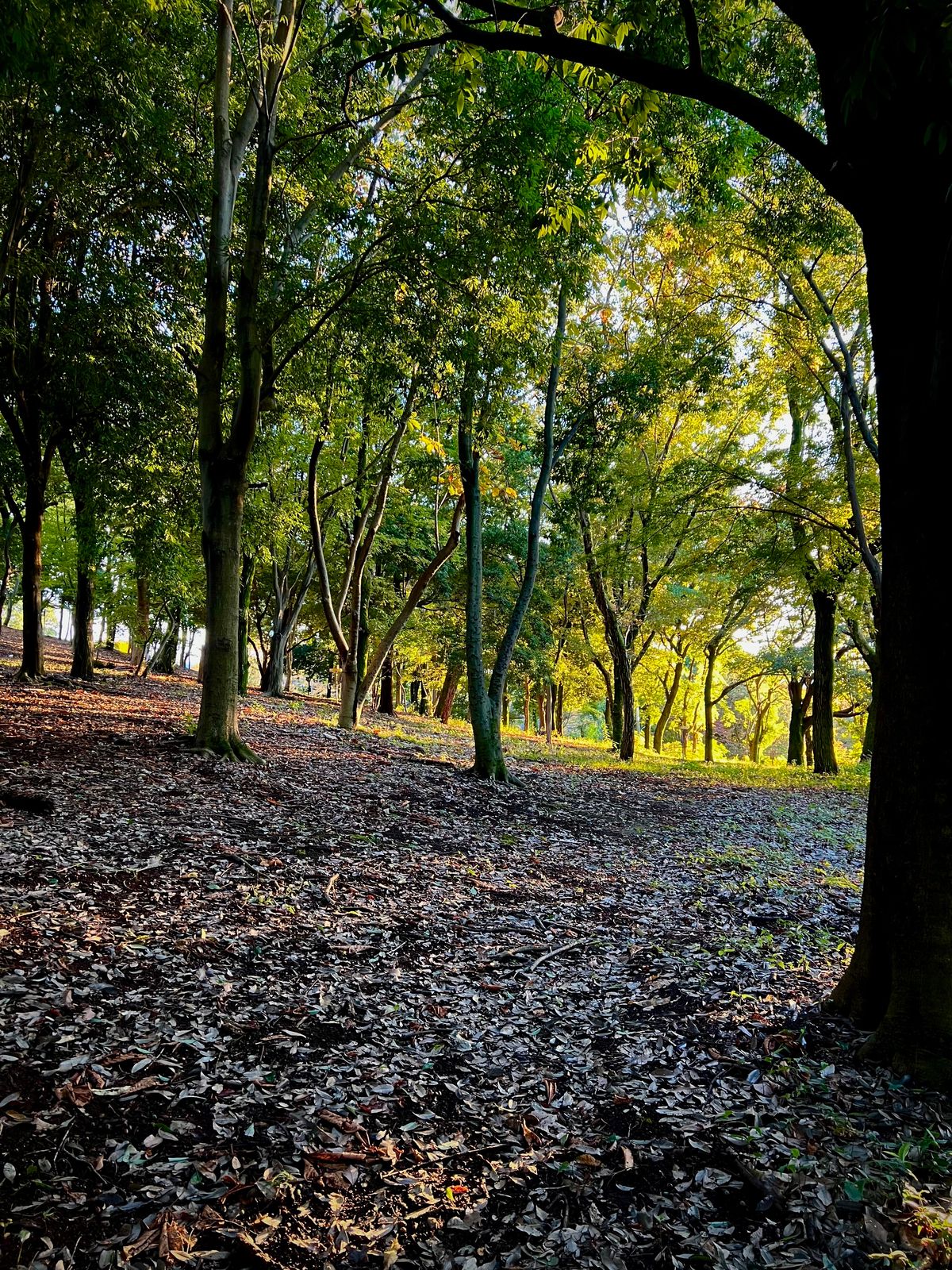 Hole 2 fairway in late afternoon light