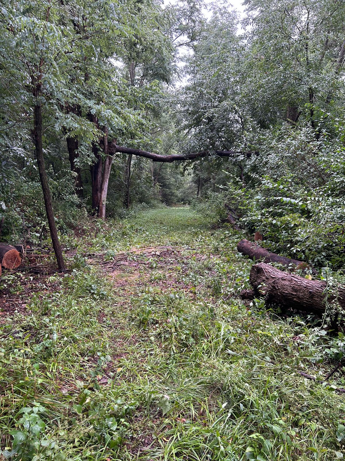 Major downed log cleared on 7