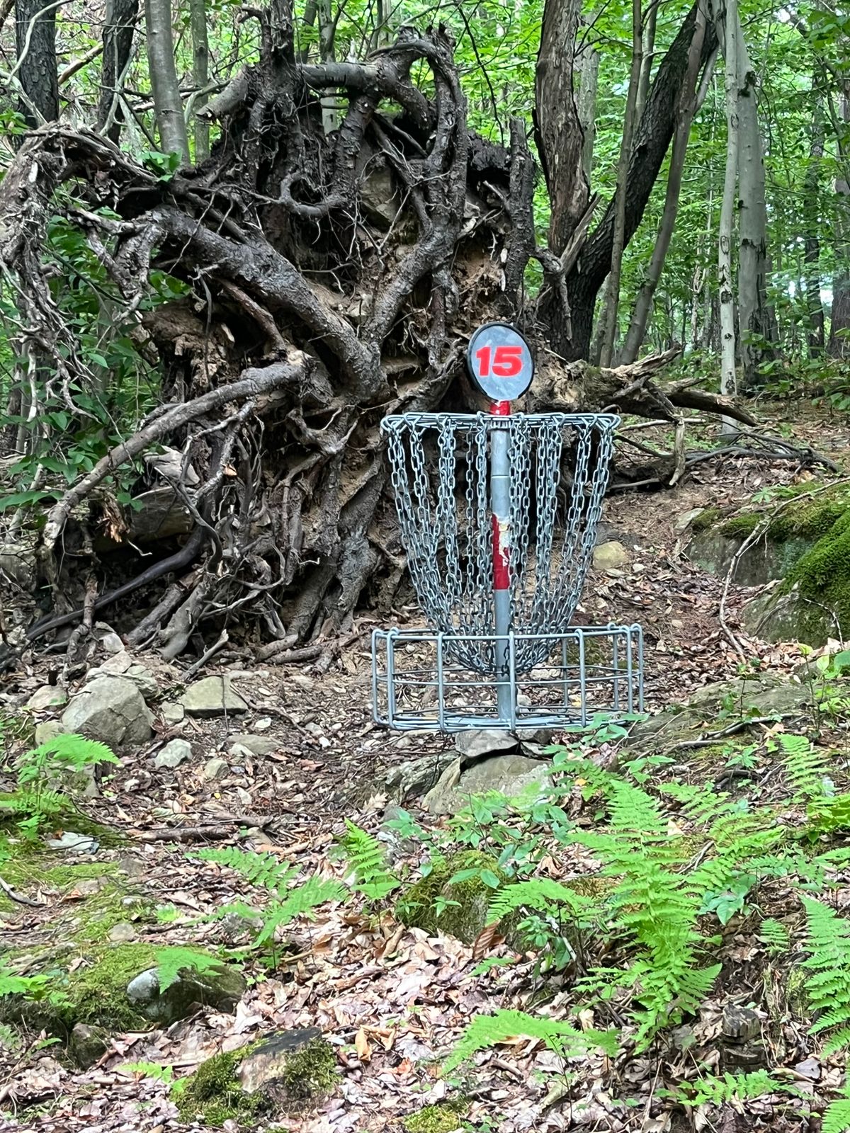 Prickle Pines