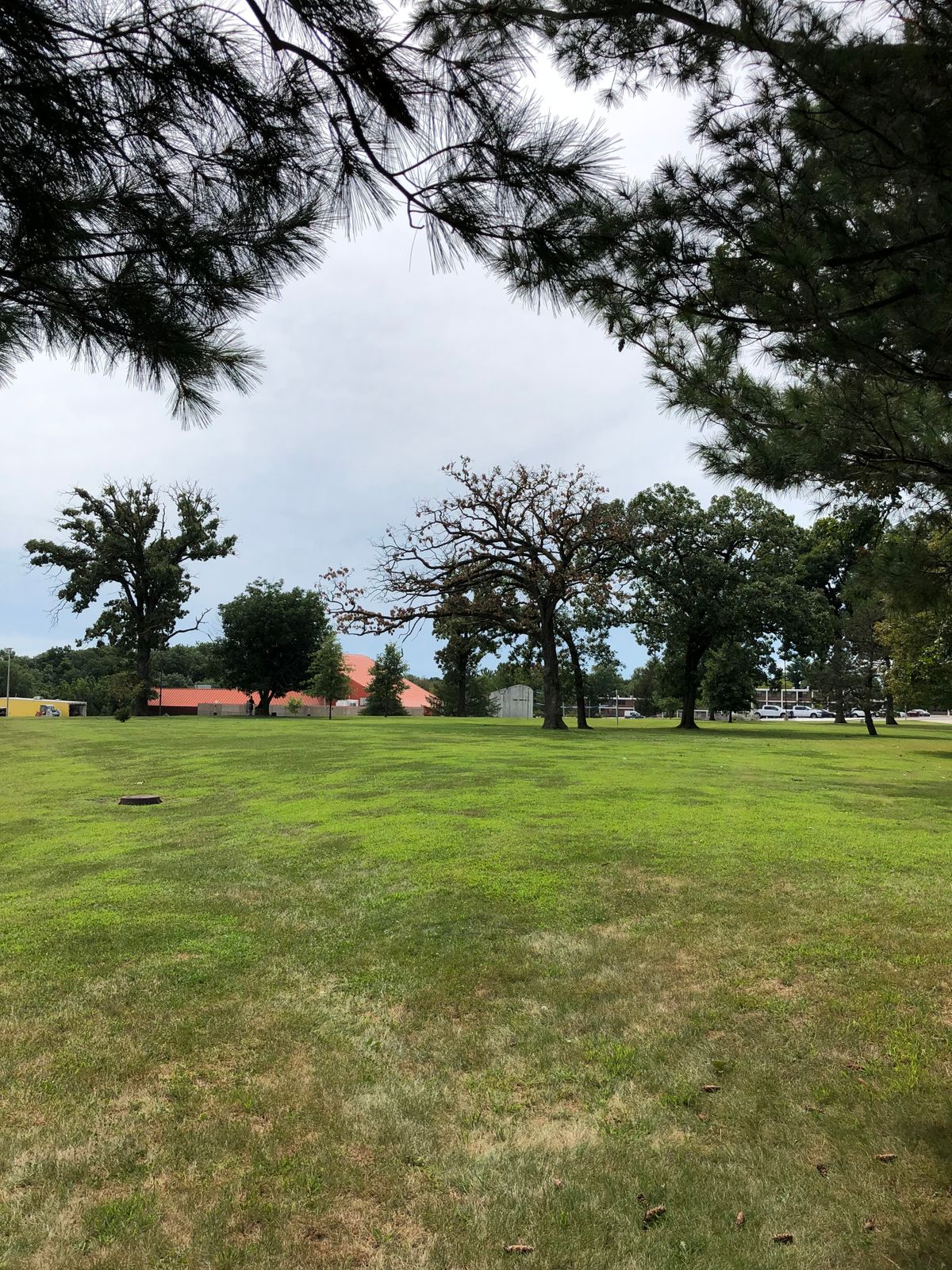 The big guardian oak on 18 fairway in process of dying this year.