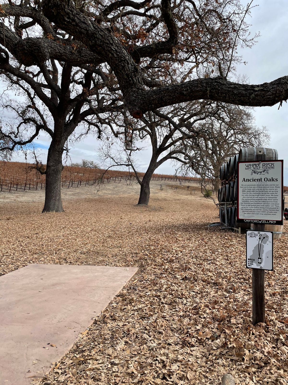 Hole 8 Teepad (12/24/20)