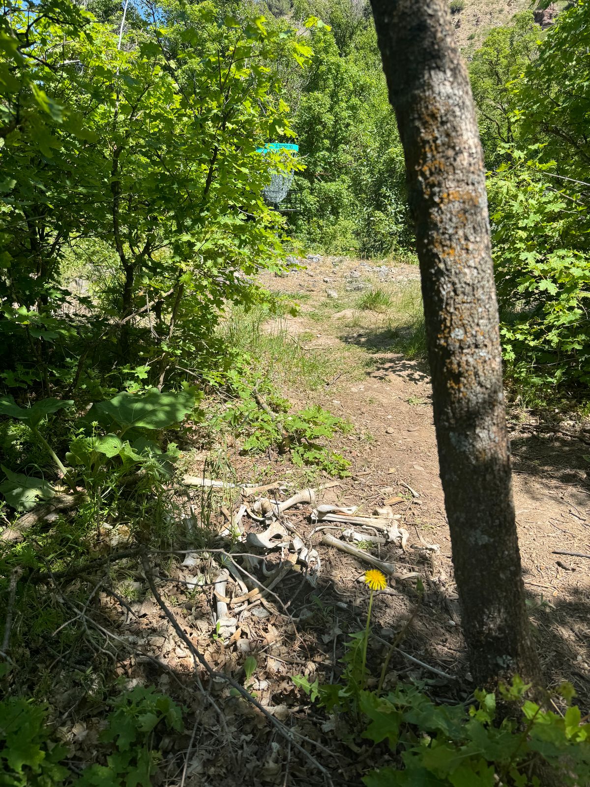 Bones and awesome shading on the course!