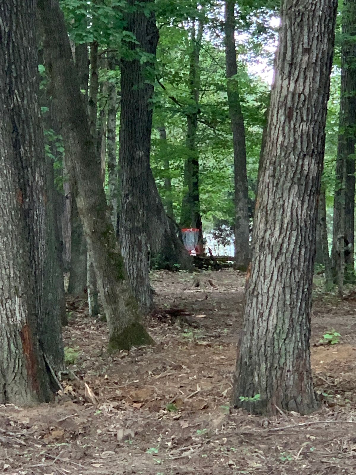 Hole 6 basket.