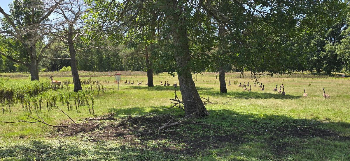 Hole 5 tee area with gallery. Pre mowed.