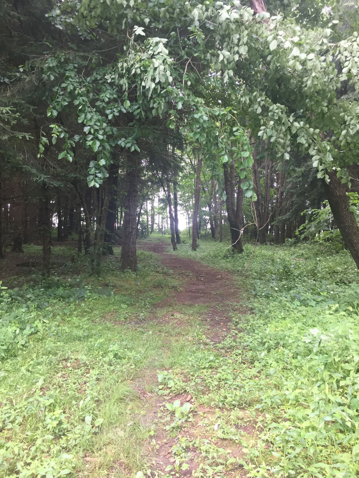 Hole 9 tee