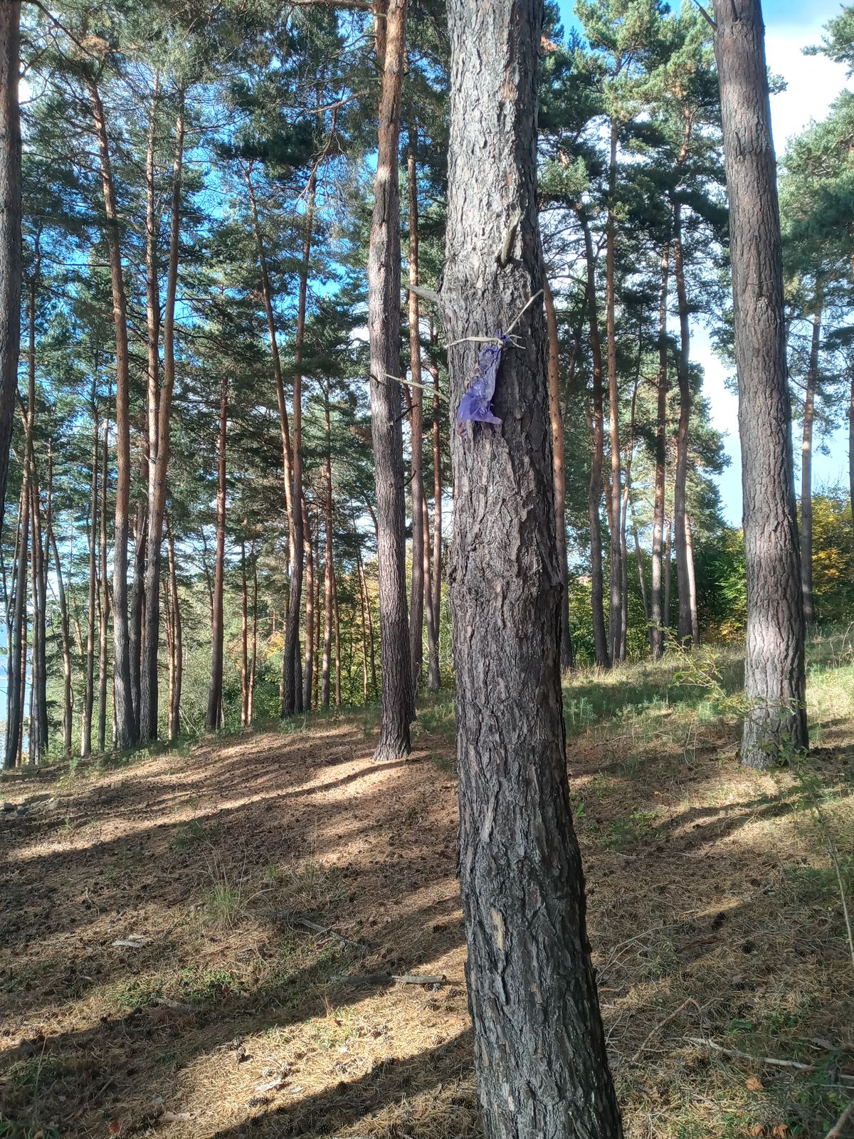 Hole 4 Mando Tree