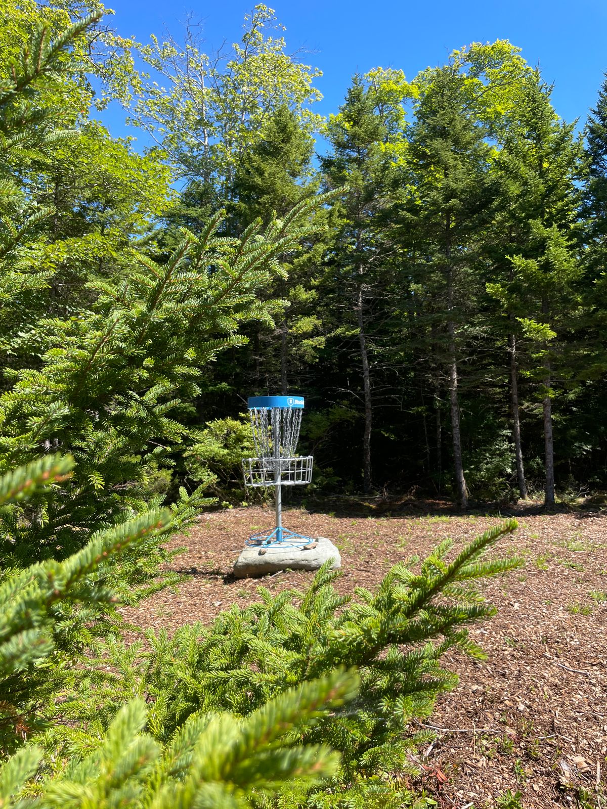 Hole 10 basket