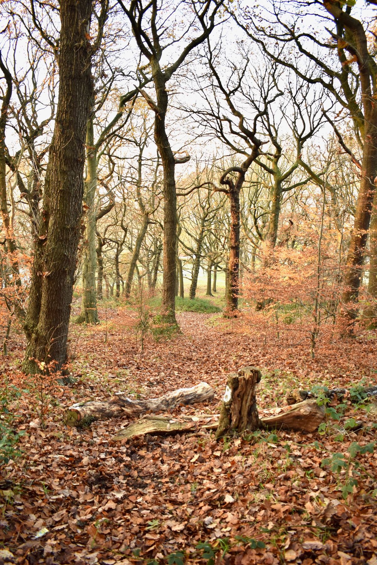 Four Stumps Hole 8 Tee.