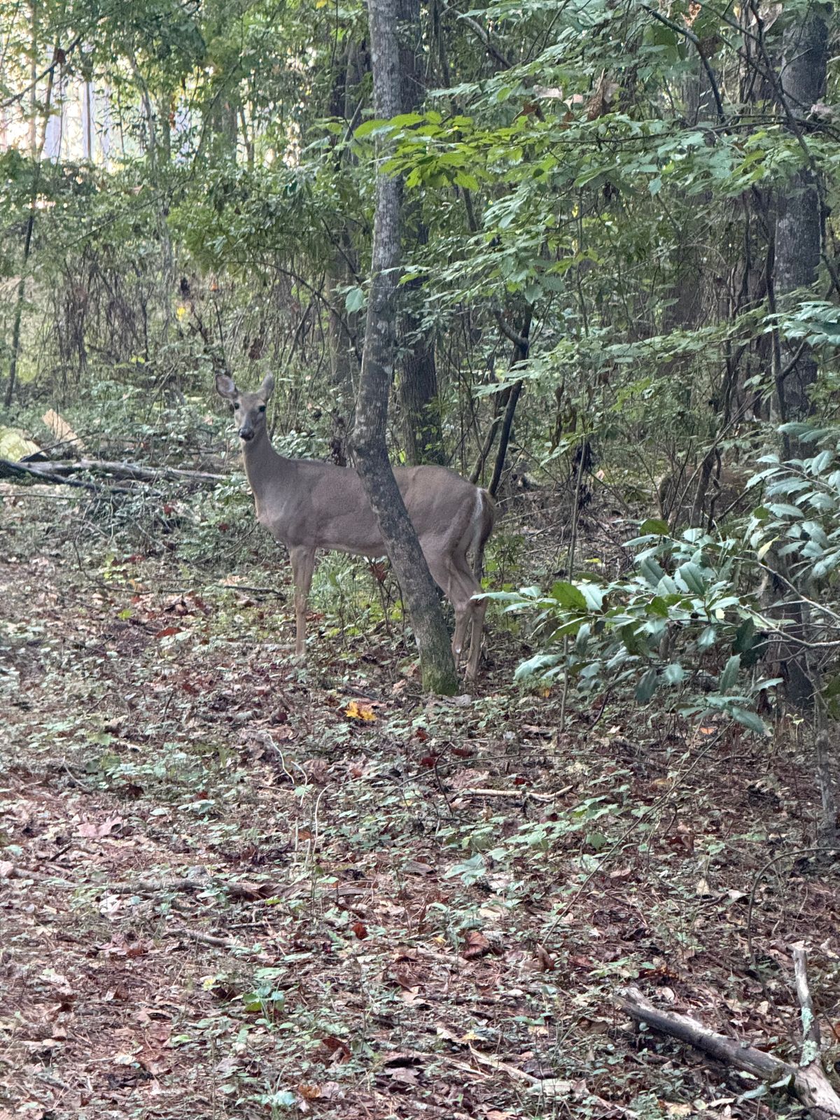 Spectator on 24’s tee