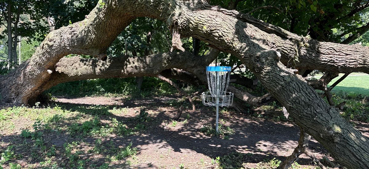 16’s basket guarded by a White Mulberry.