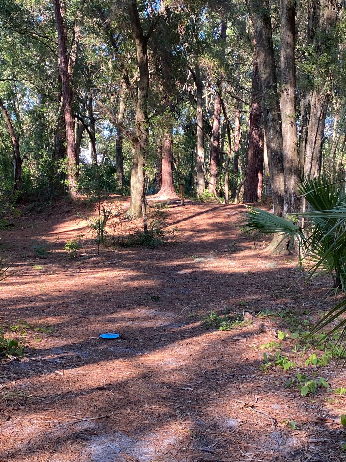 Hole #7 continued, … but I threw first shot perfect.
