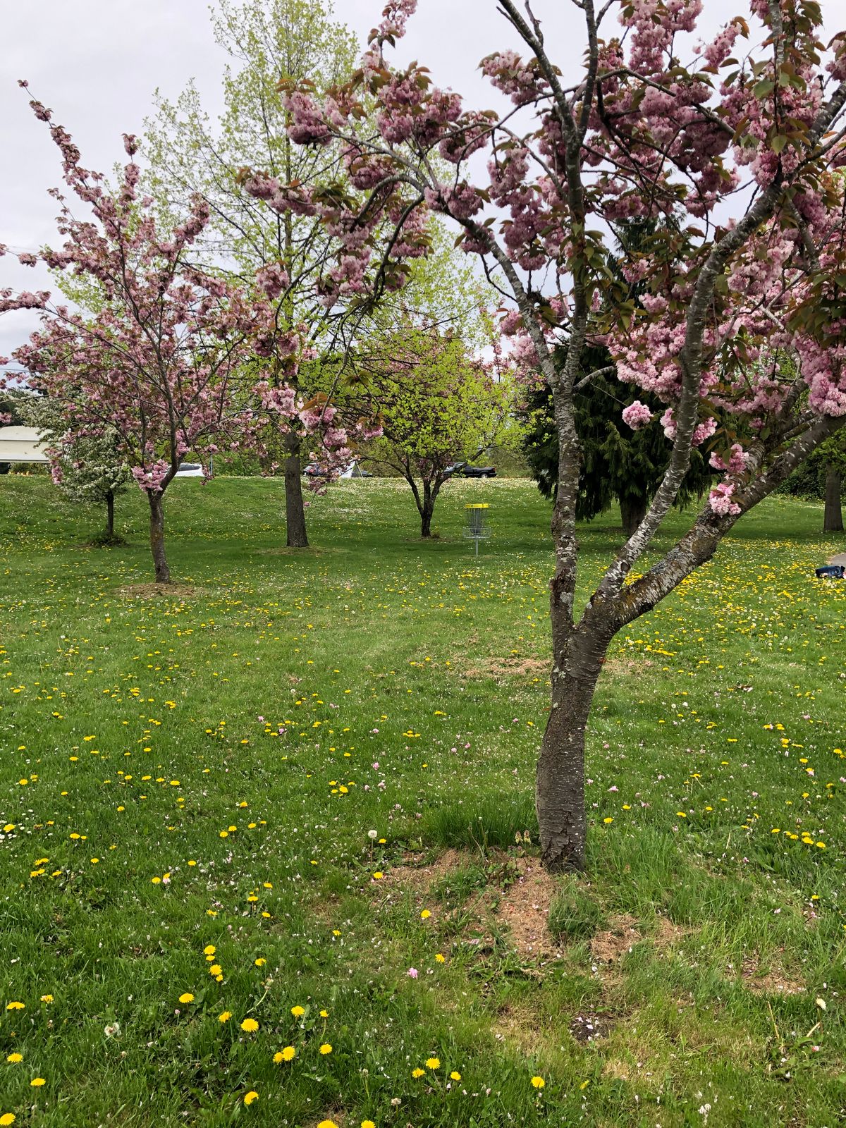 Cherry blossoms are really beautiful right now.
