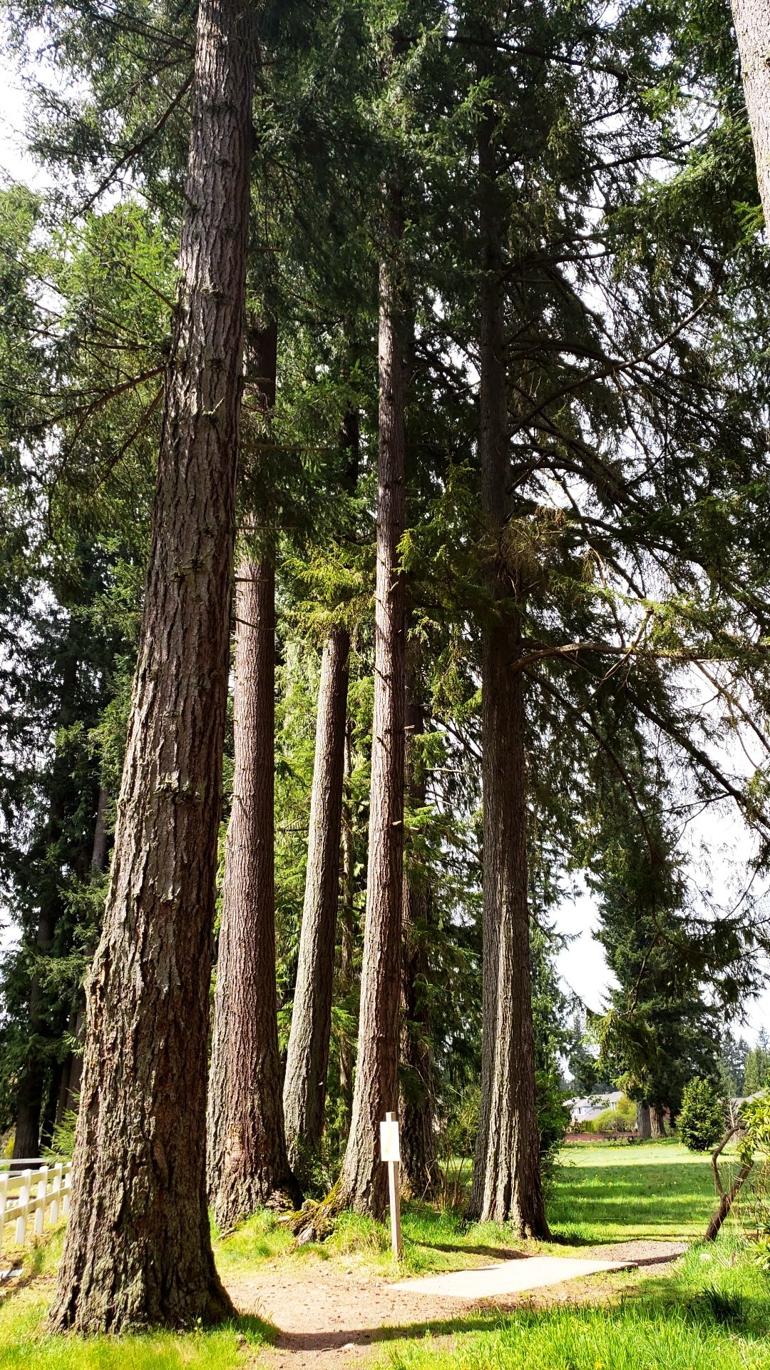 Throwing among giants at Tall Firs