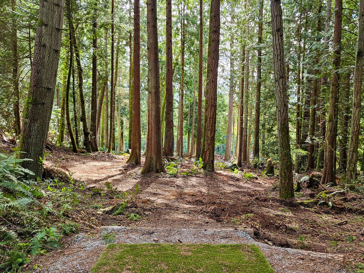 Blue 16 tee, looking towards basket